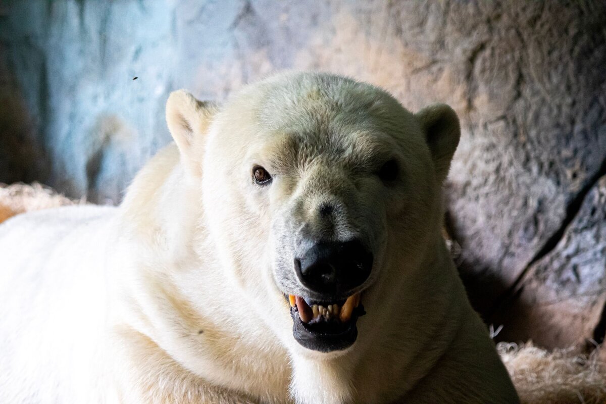North_Carolina_Zoo_468-e72d3af2-2500