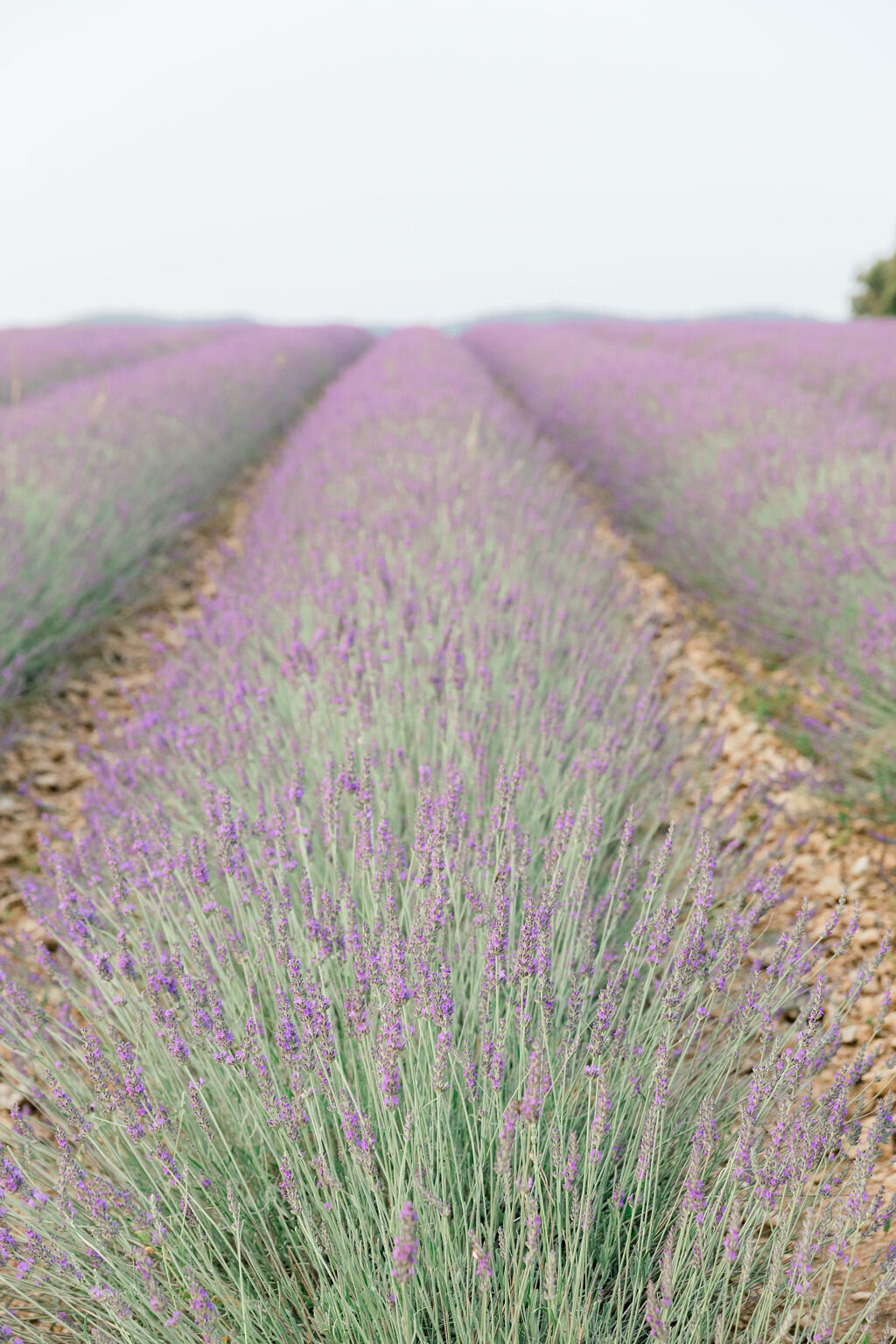 Provence-Destination-Wedding-Lavender-Fields-3