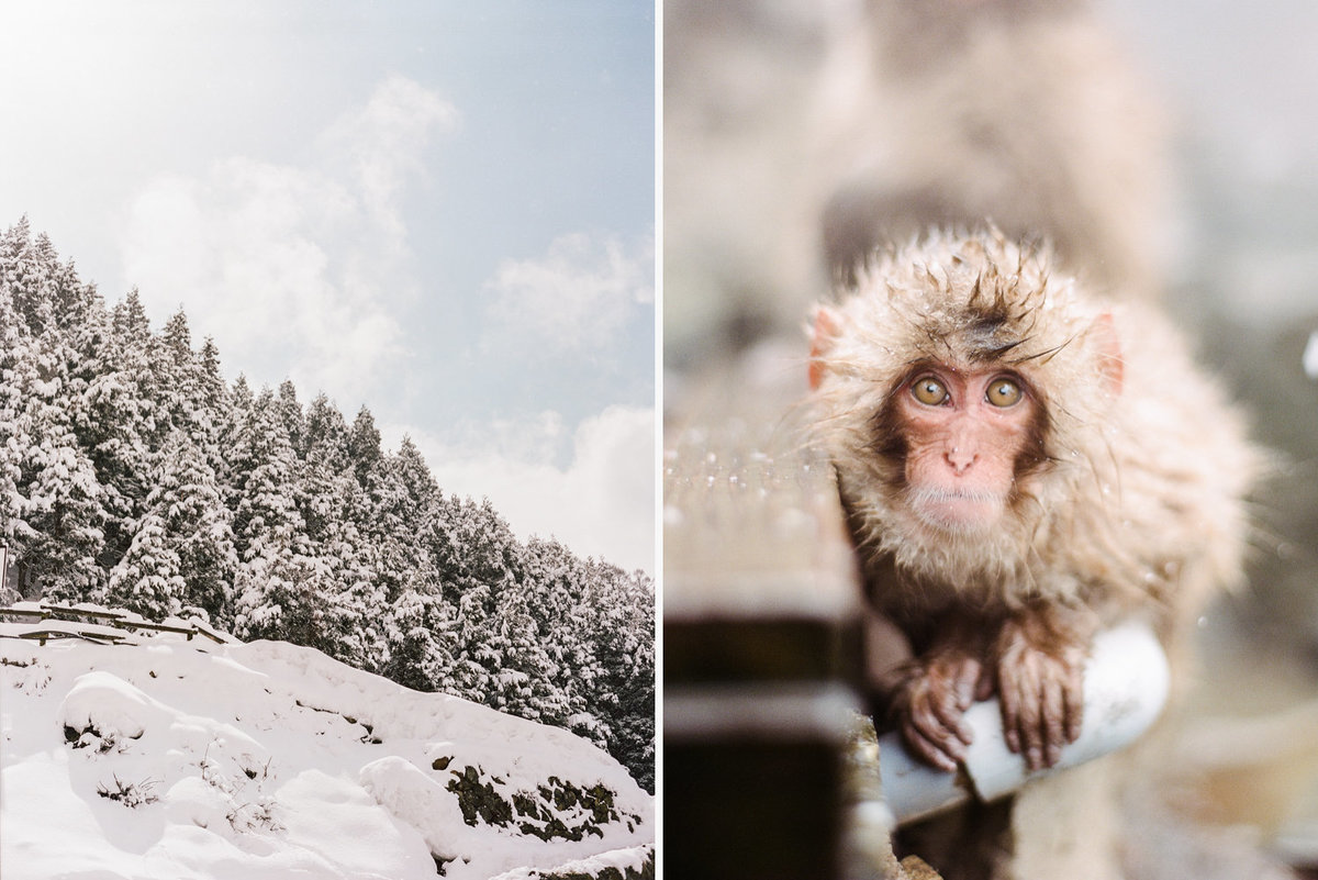 snowmonkey-03