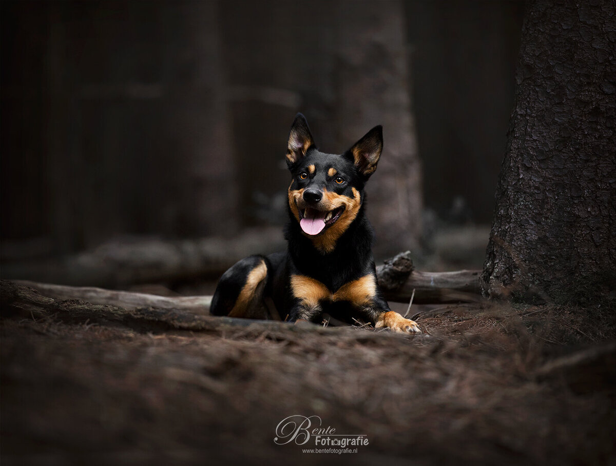 Fotografie hond