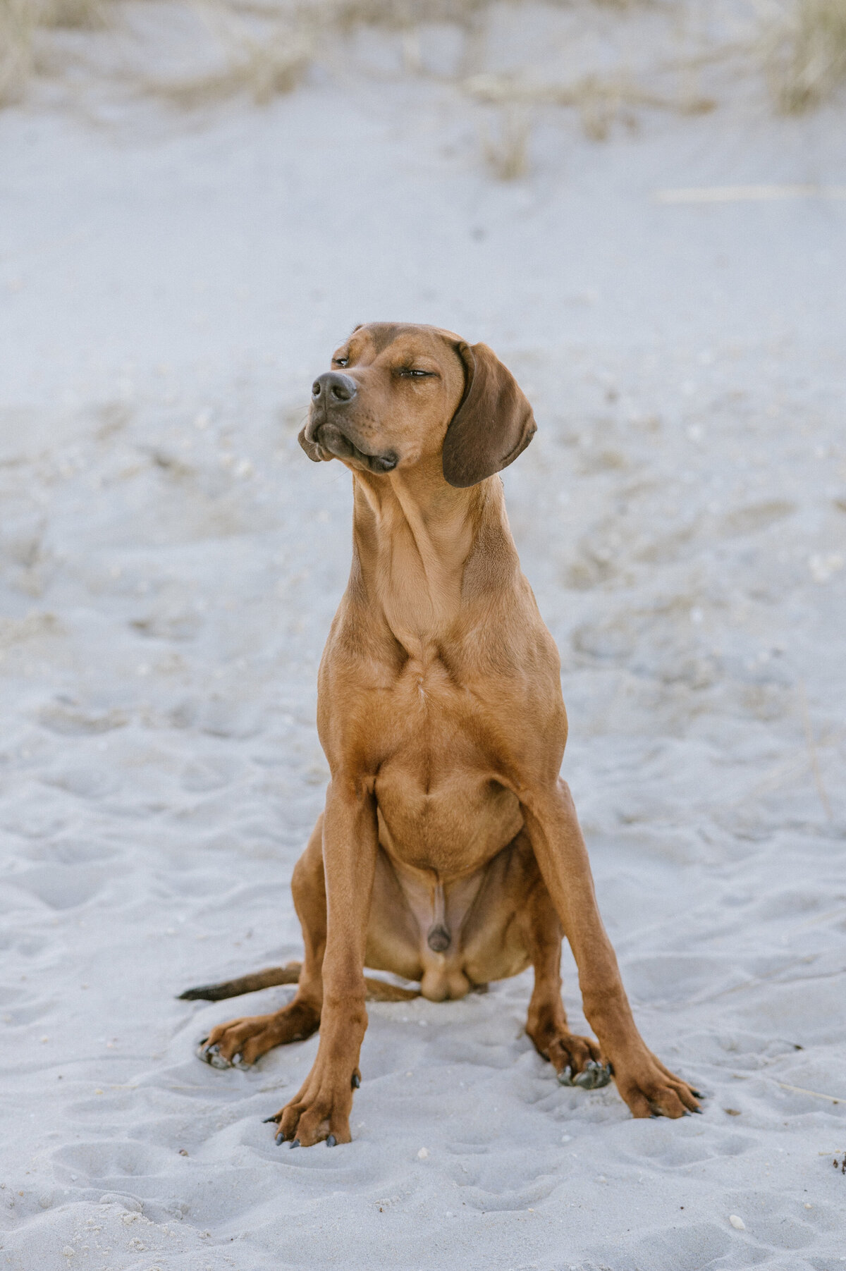 mid-atlantic-dog-photographer-beach