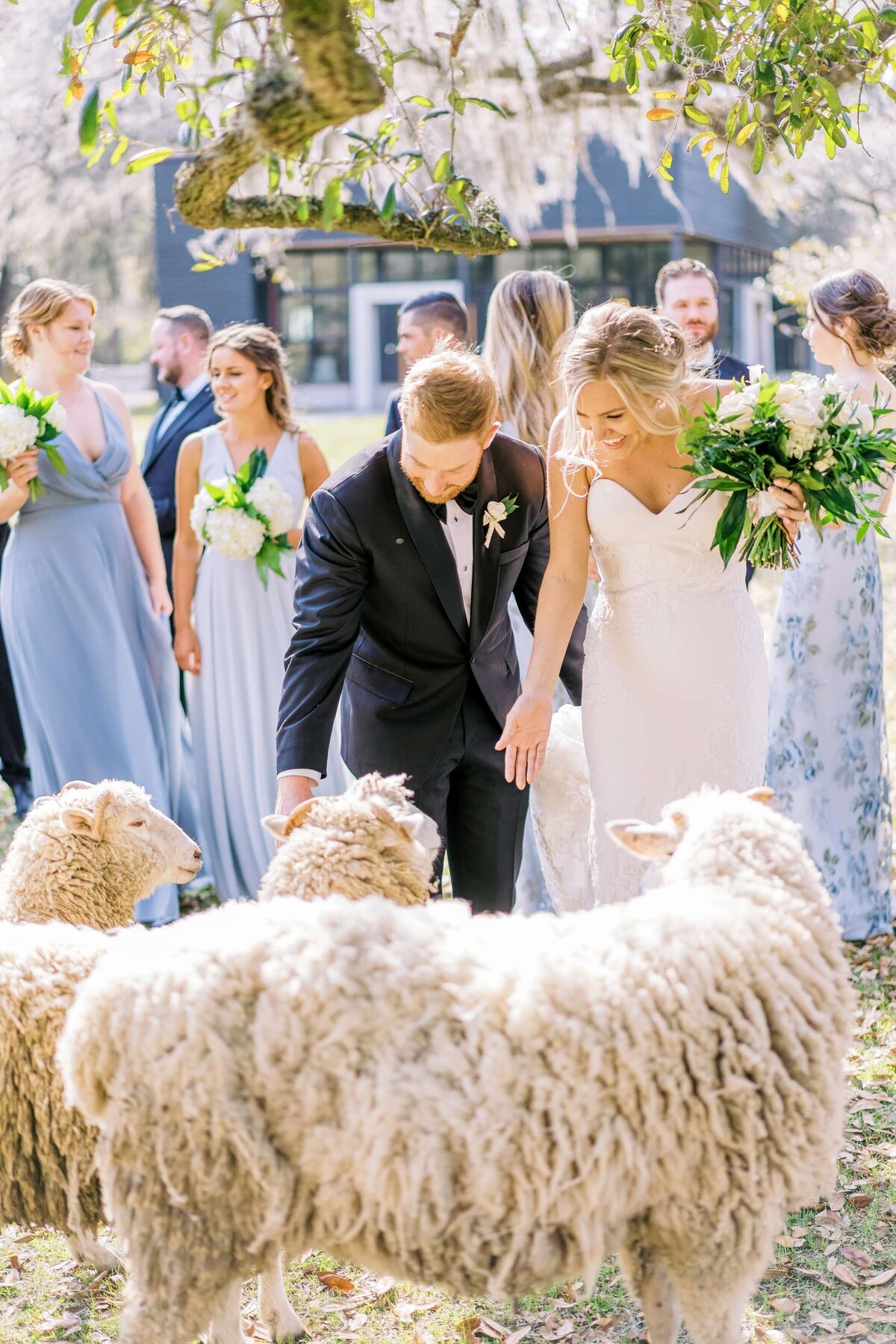 bride and groom with bridal party and sheep
