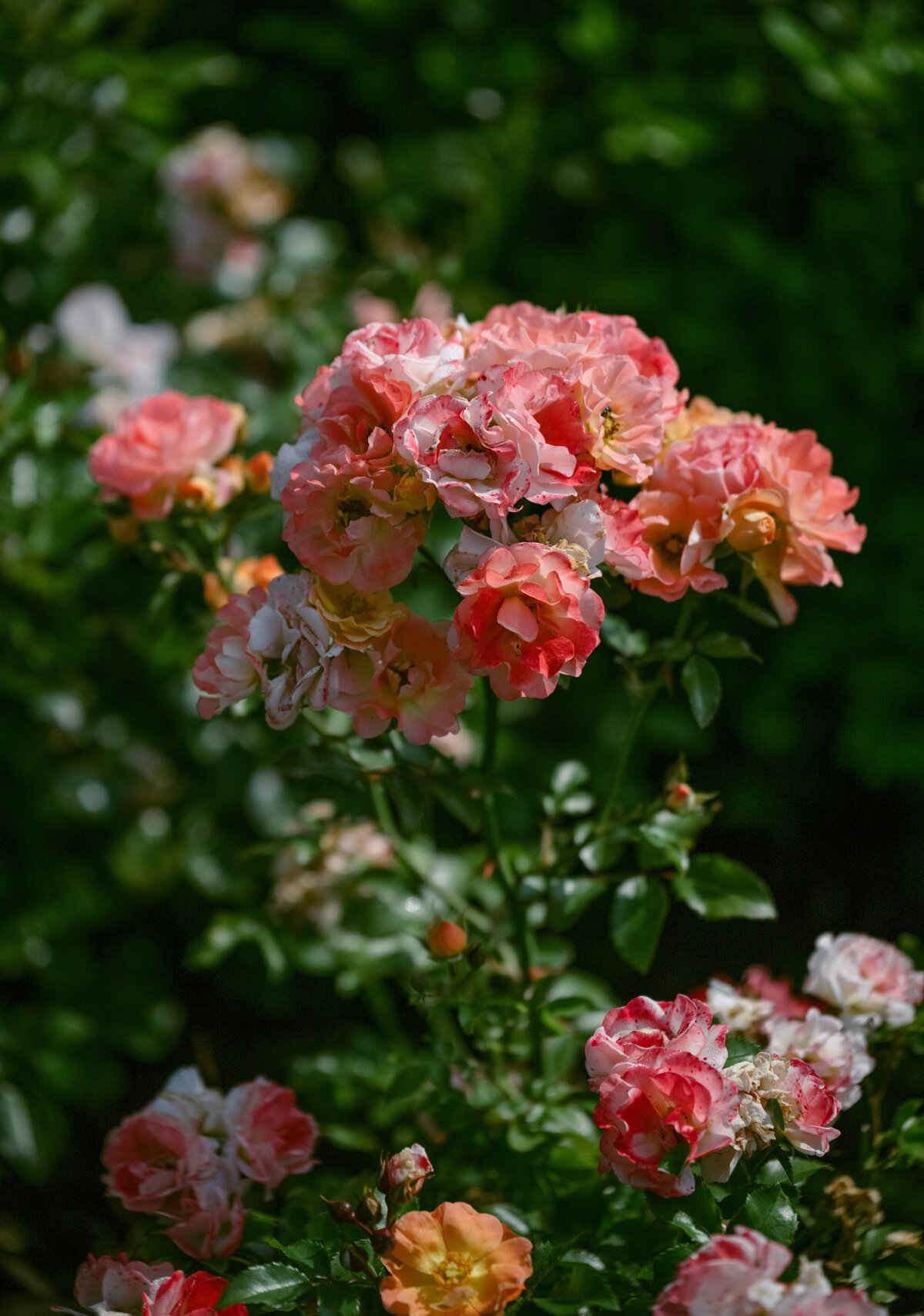 Pink flowers in a garden