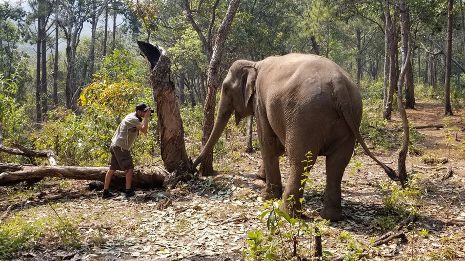 JorgeElephant