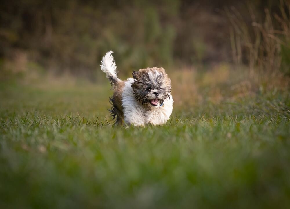 lilla-bordas-portraits-tampa-DOG-photographer1437_1