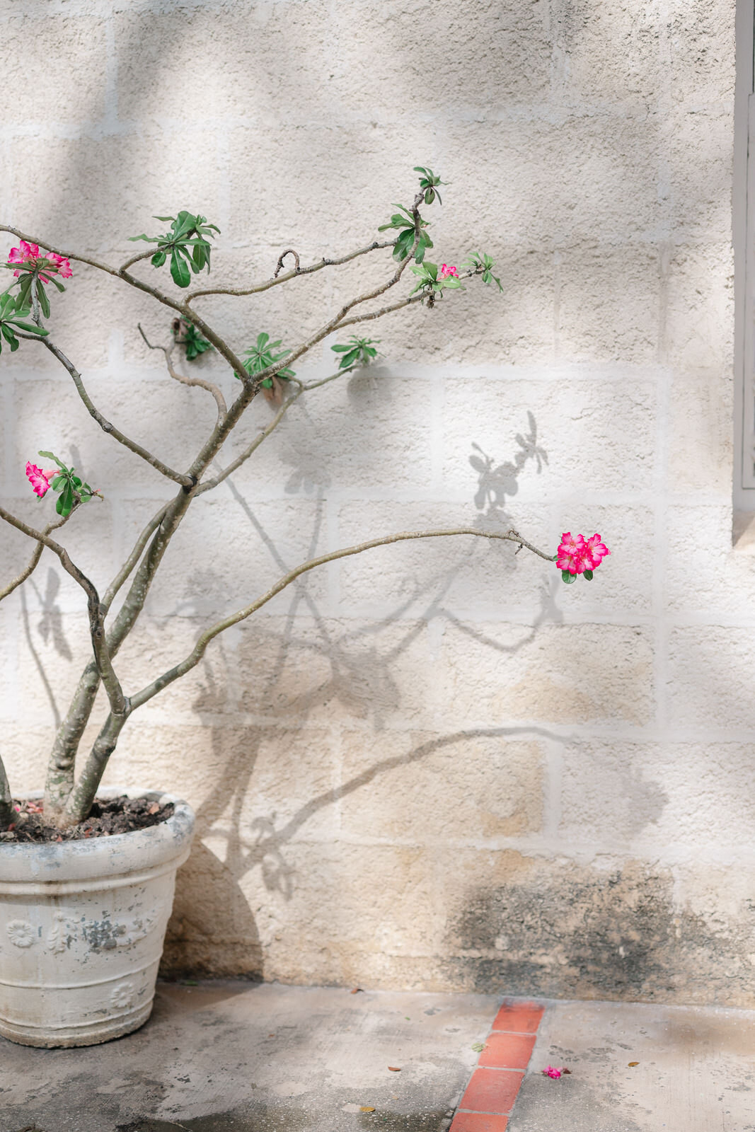 Fustic House Barbados Wedding-62