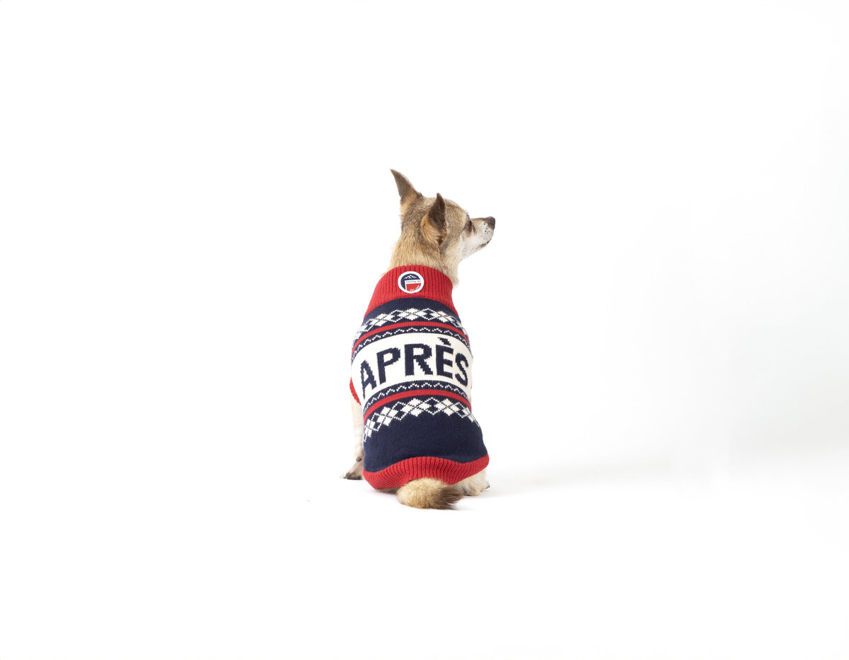 dog photographer for businesses