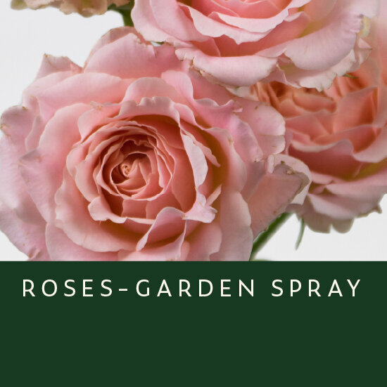 Roses-Garden-Spray