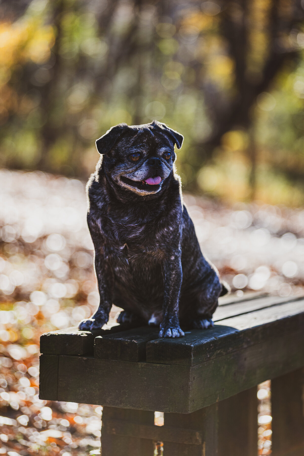 A brindle pug sitting on a bench looking down off camera.