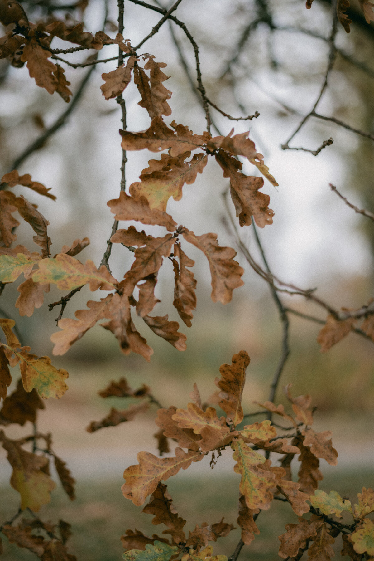 Park of Mustio manor on a couple photography session with photographer Hannika Gabrielsson
