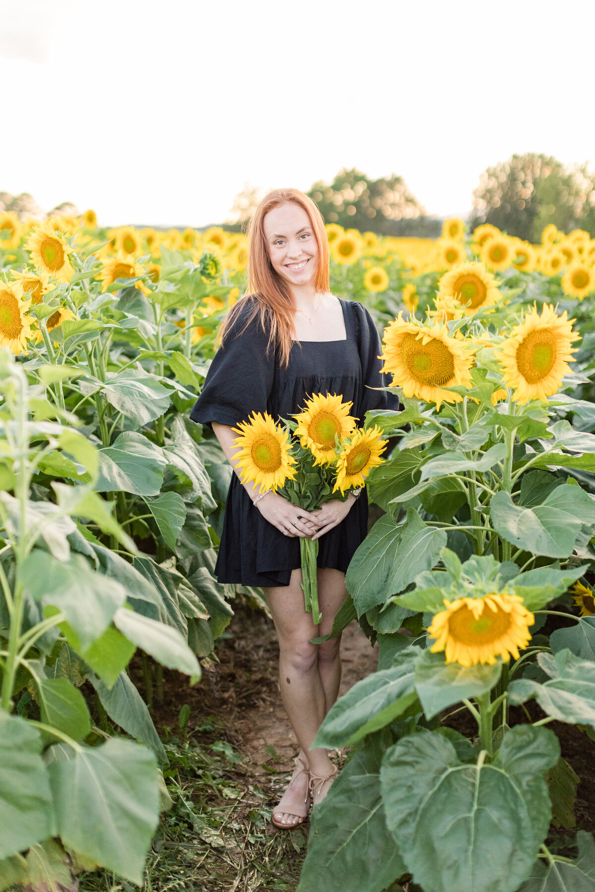 Sunflowers-474