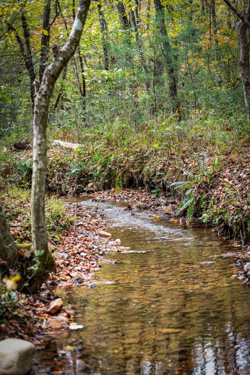 42Shady-Grove-Cabin-Blue-Ridge-GA_7042_Creek 8