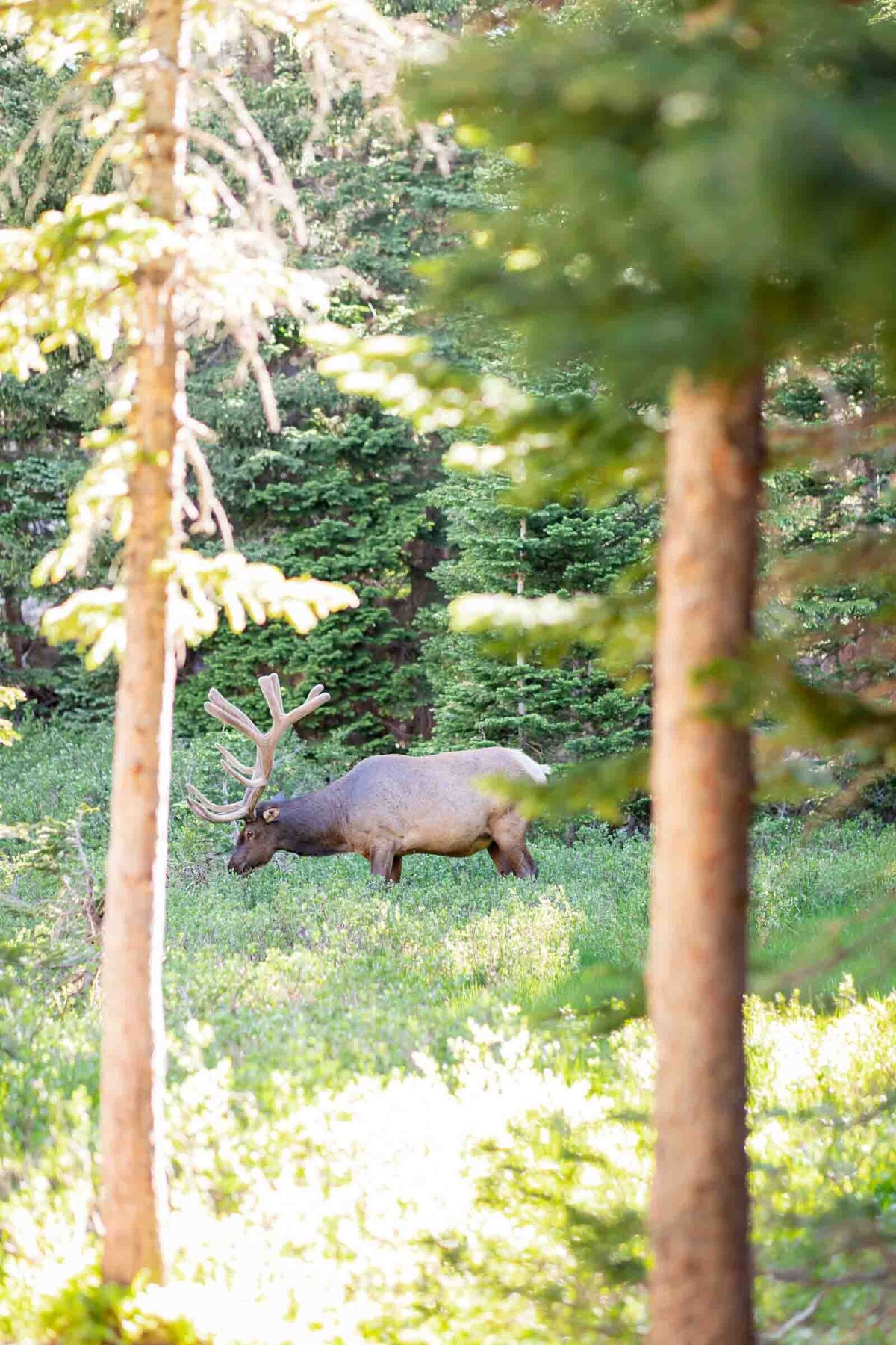 Rocky-mountain-adventure-session-19