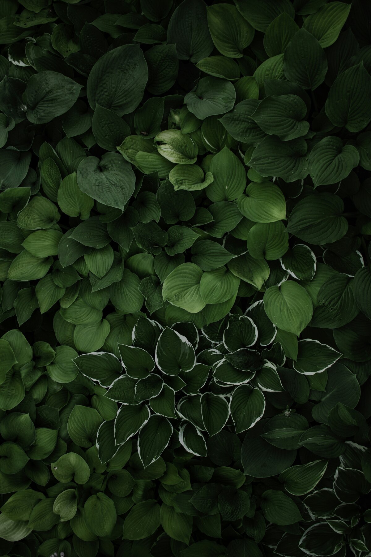 High email open rates and click-through results from intentional email nurture sequence