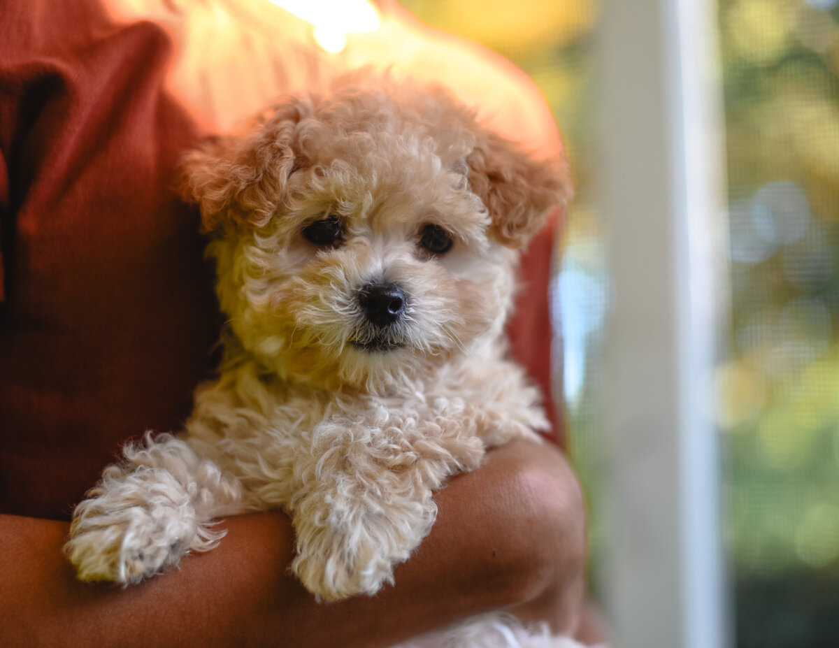 Maltipoo puppy in child's arms