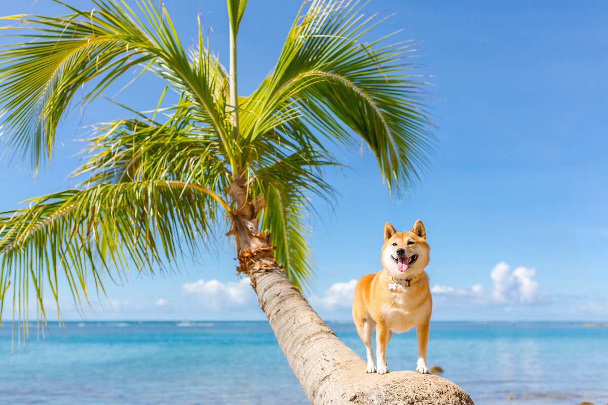 Hawaii Senior Dog Photography-7