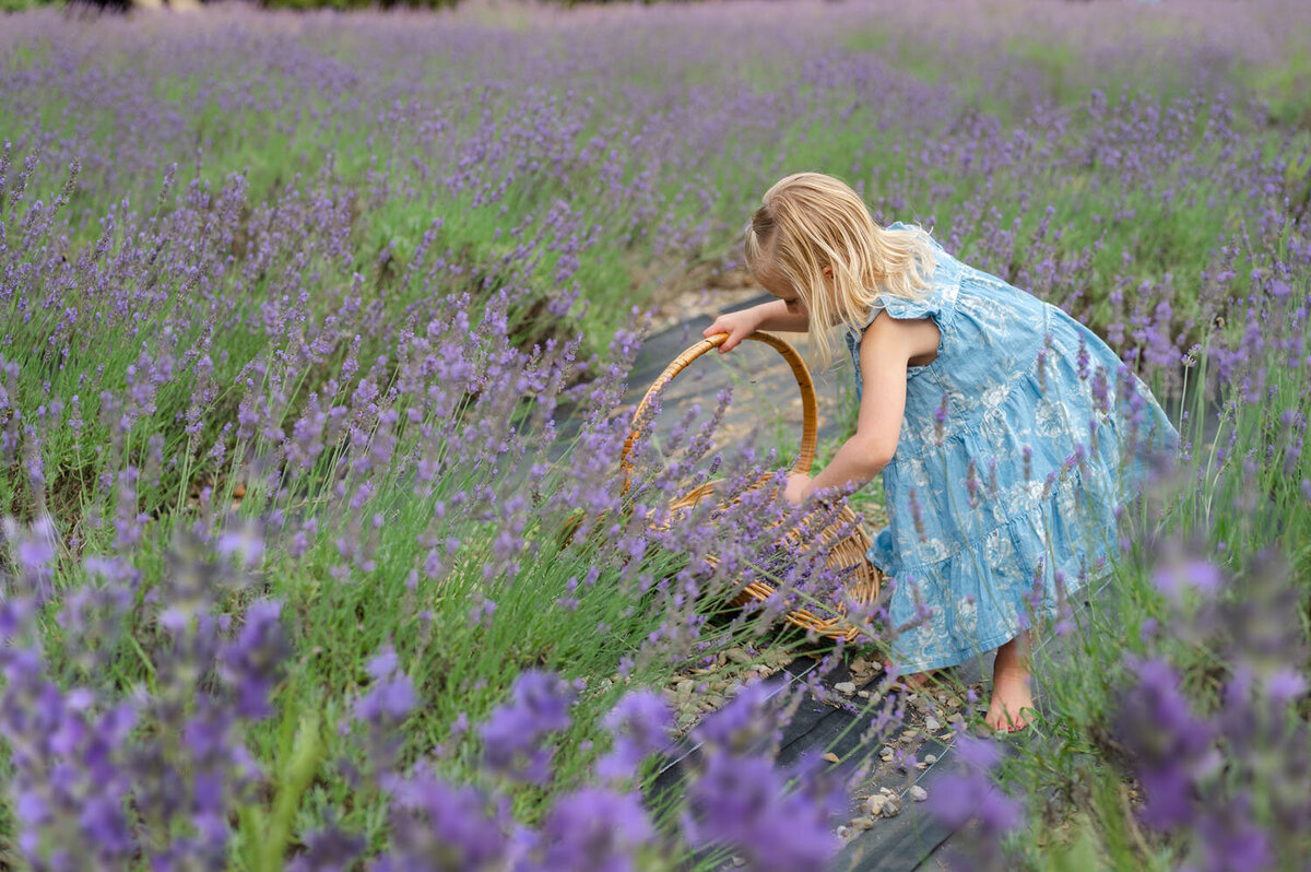 NJ slavender field photoshoot pleasant valley lavender farm-392