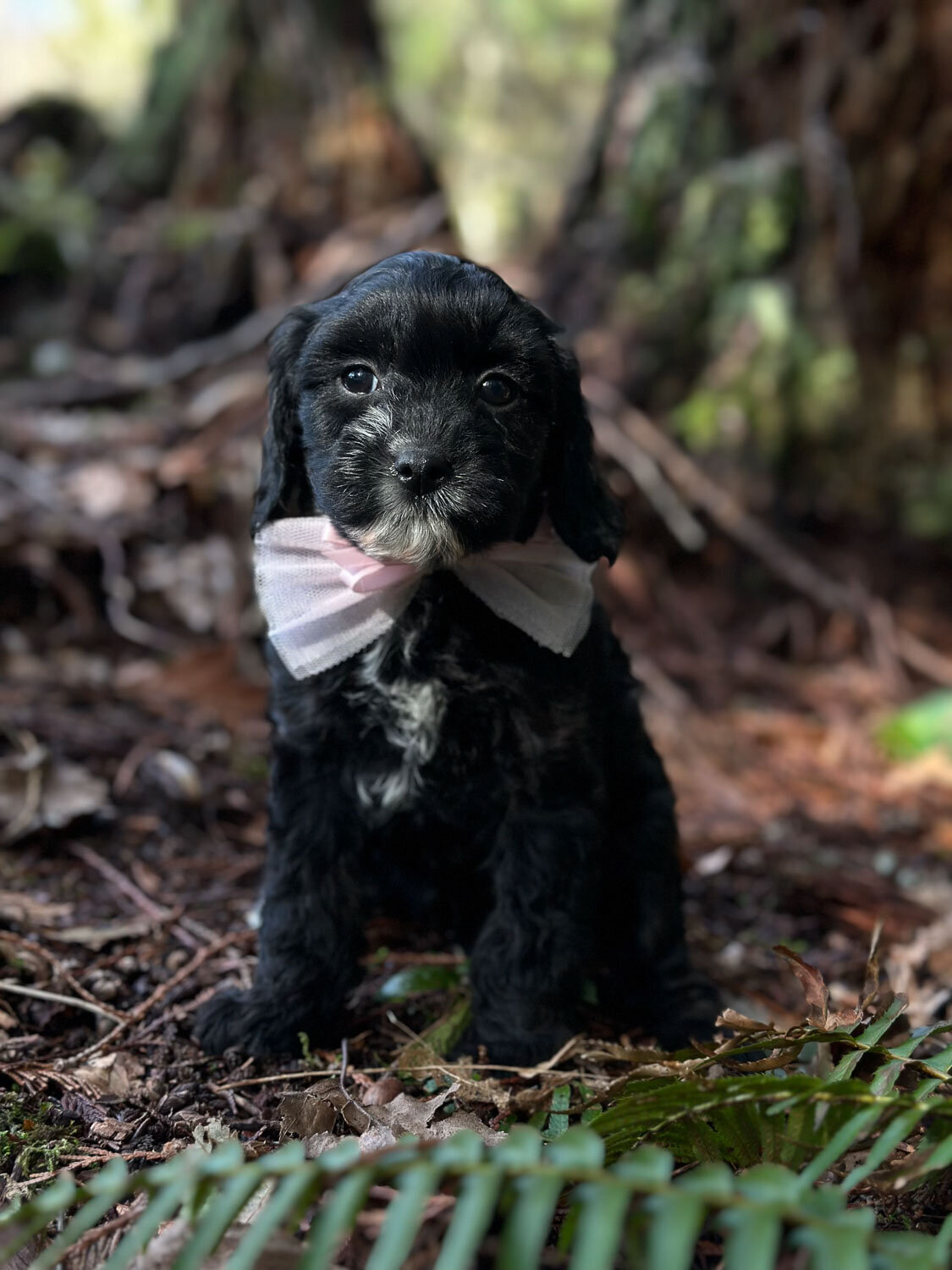 Heavenly Puppies to Love Cavapoo, Cockapoo, and Maltipoo Puppies Photo Feb 23 2024, 3 35 41 PM102