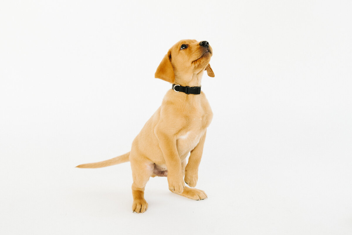 yellow lab puppy on white backdrop