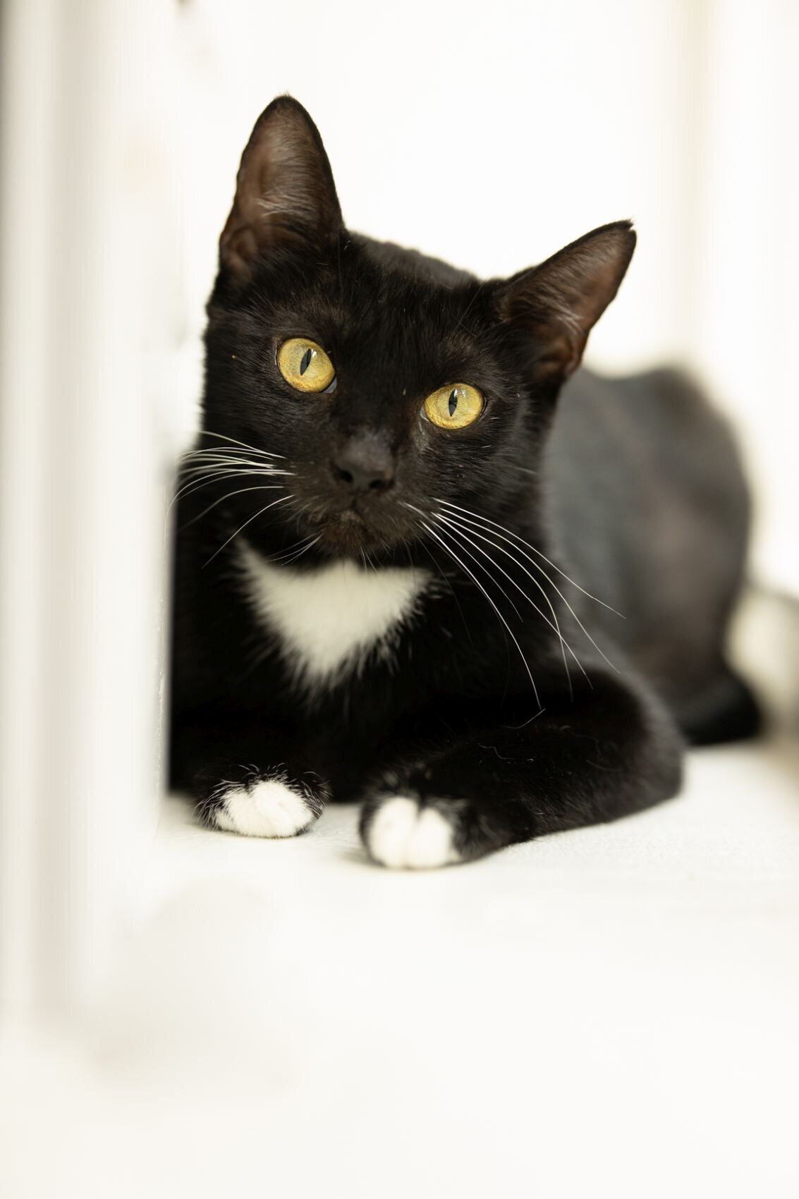 lilla-bordas-portraits-tampa-CAT-photographer1190