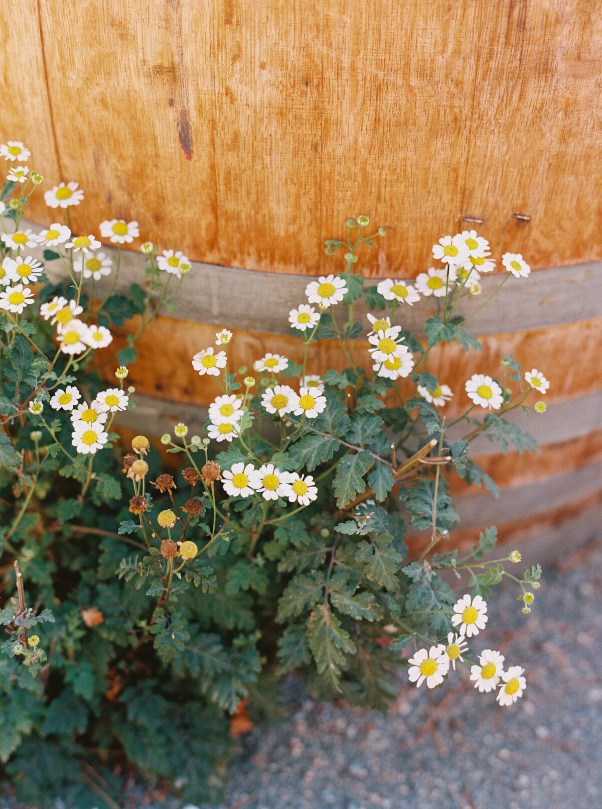 Hammersky_Vineyards_Paso_Robles_Wedding_017