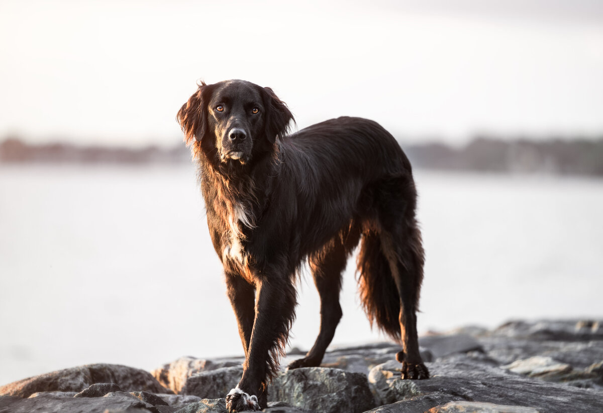 Revelaire Maryland Fine Art Pet Photography e2f