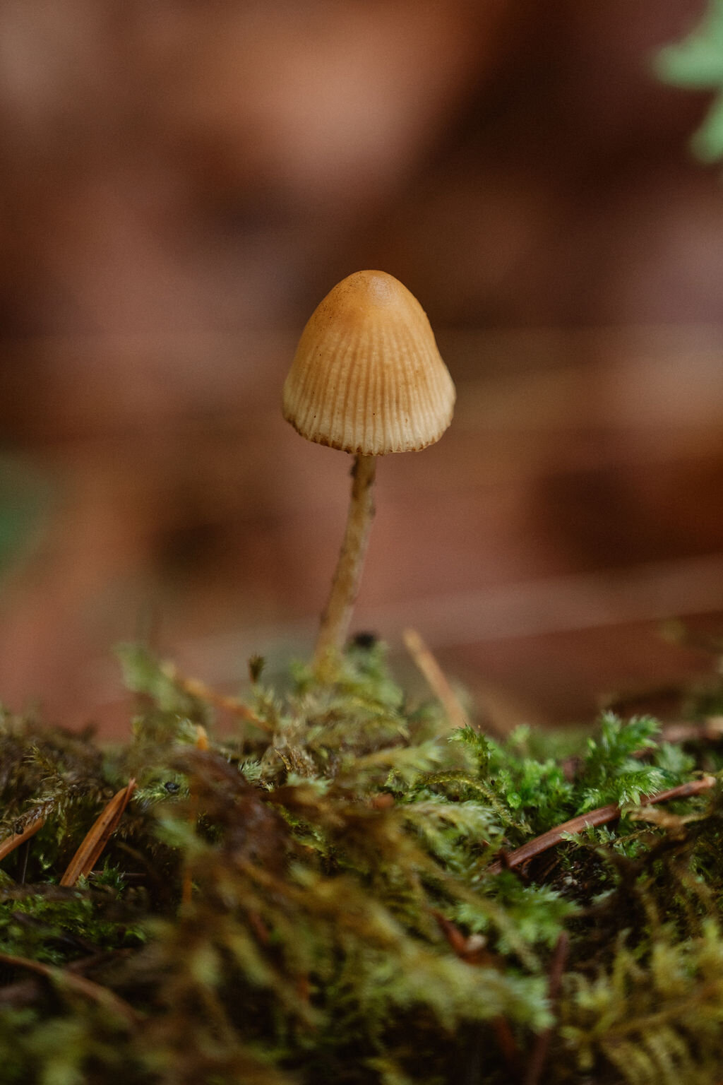 mushroom in moss  in port alberni