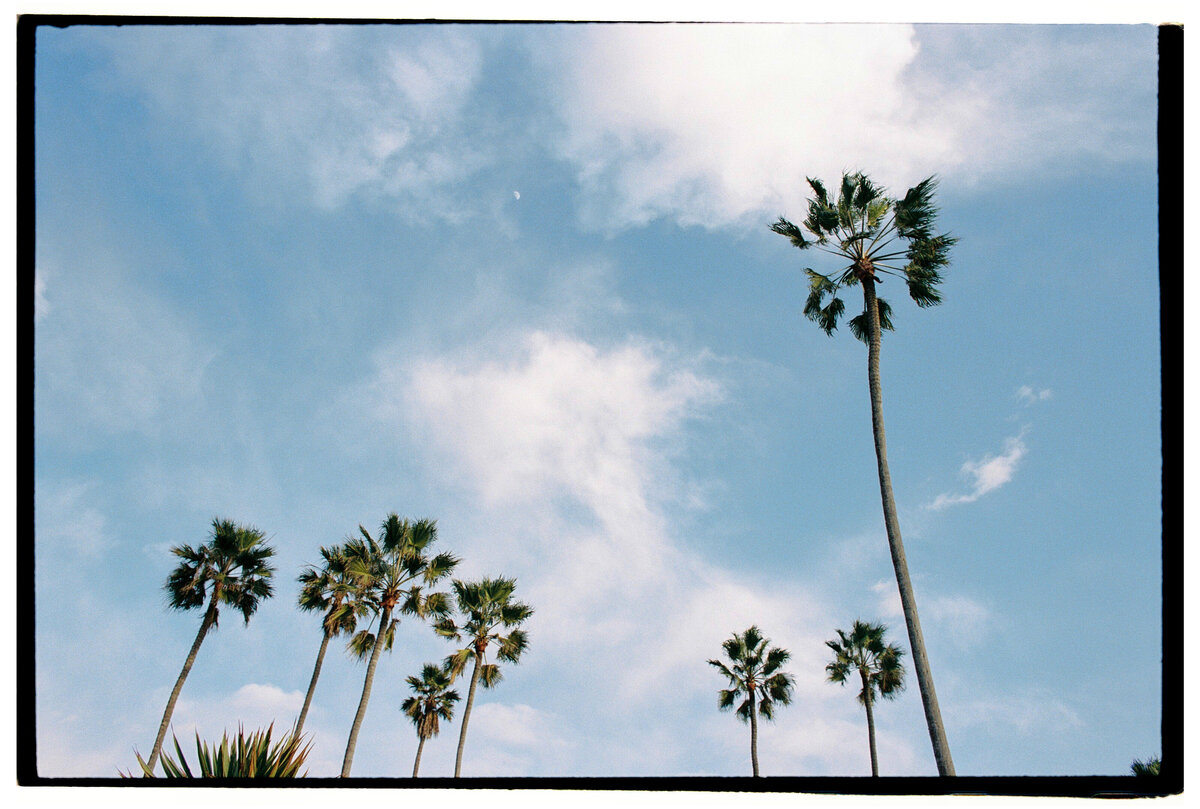 California sky with palm trees, captured on film by Kate Winters Photography, showcasing the natural beauty in an authentic, documentary style.