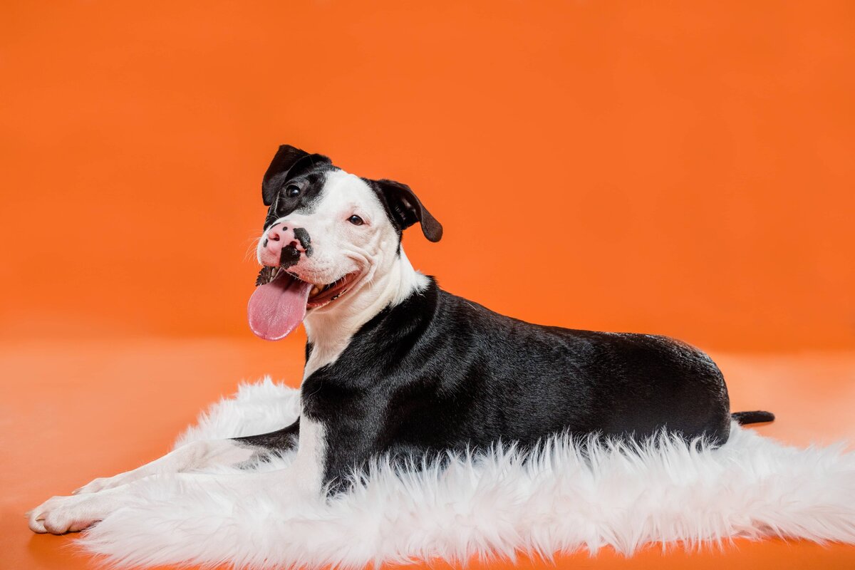 The Beloved Pup Photo Studios Portfolio - Birmingham, Alabama Dog Photographer 1