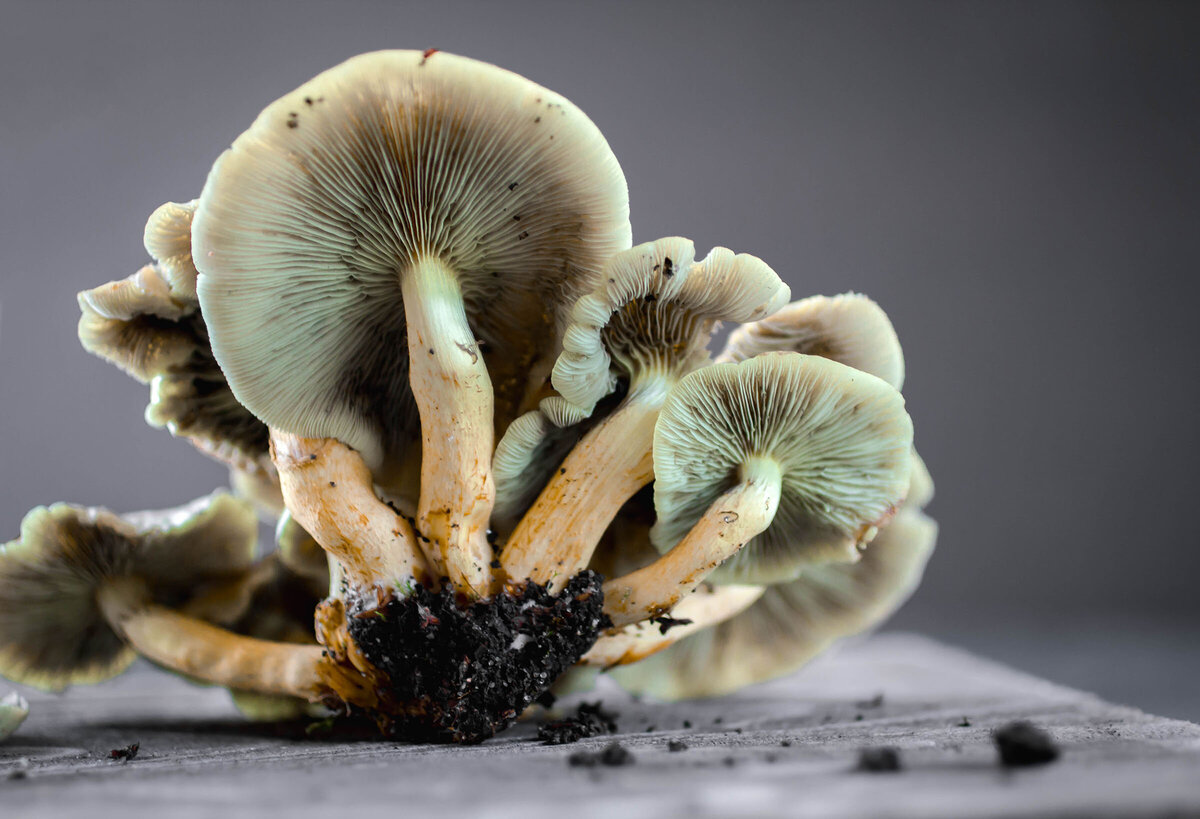 Mushroom Photograph by Nancy Ingersoll