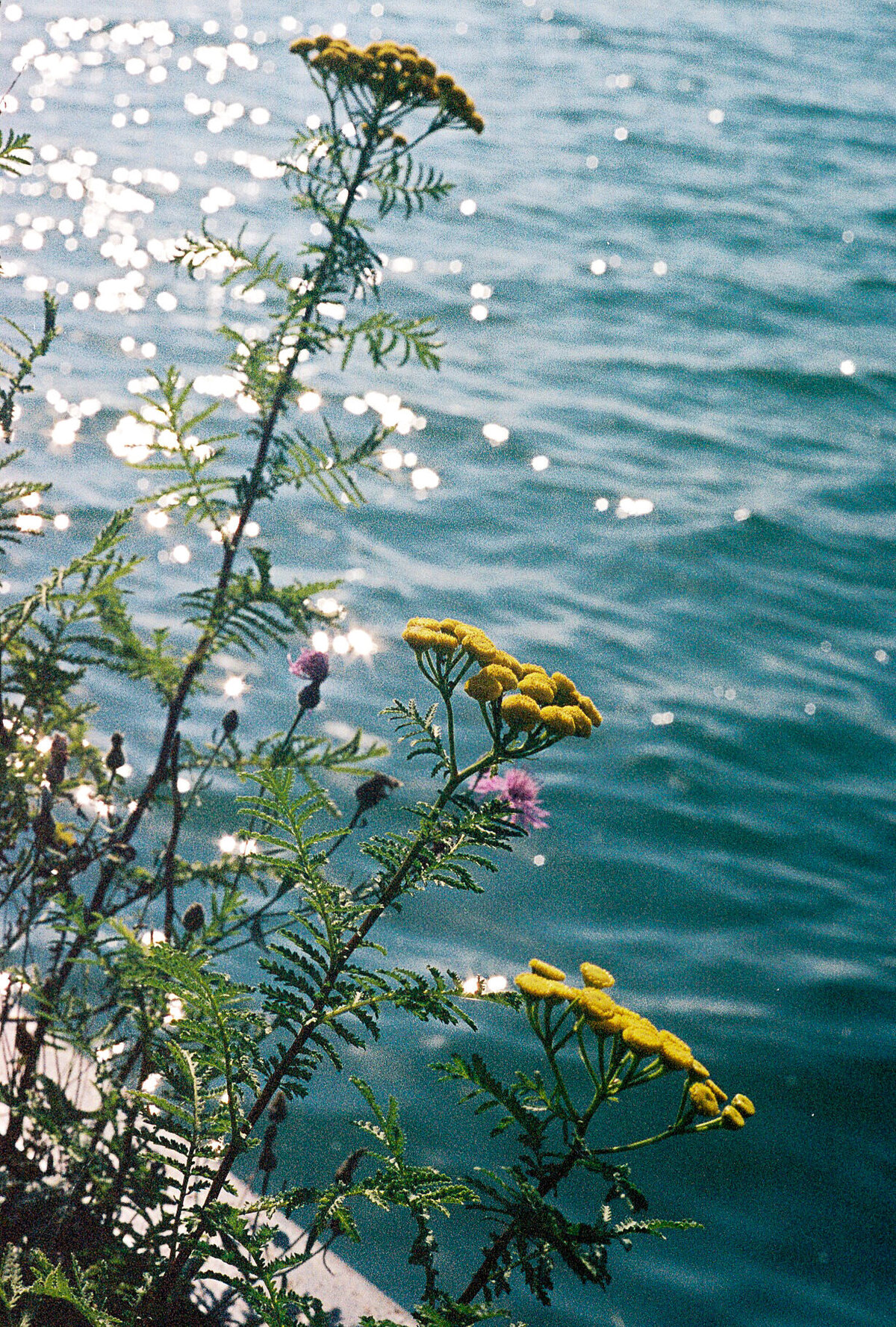film-66