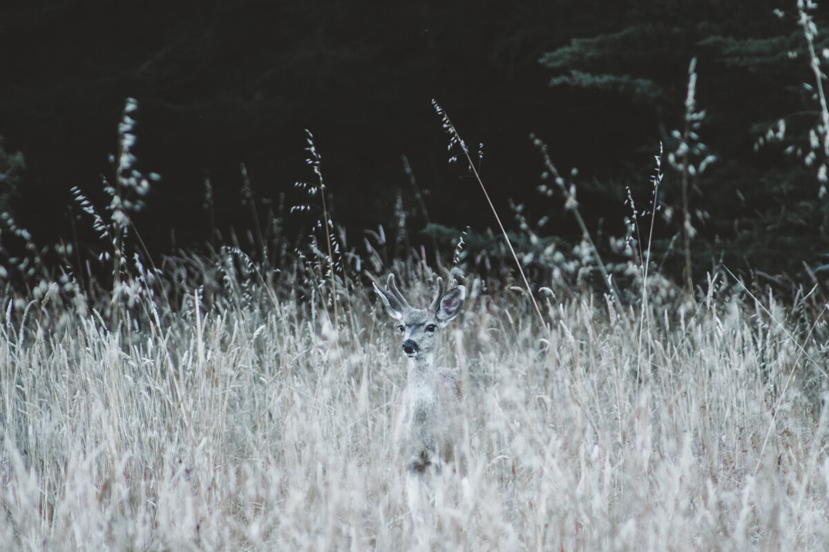 MoodyWildlifePhotographyDeerGrass