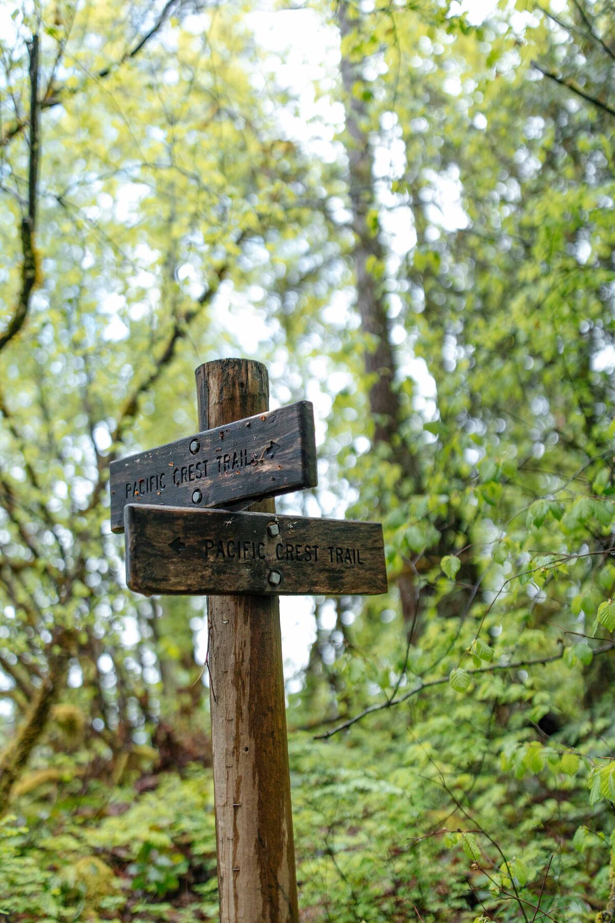pacific-crest-trail-association-work-crews-hike-31