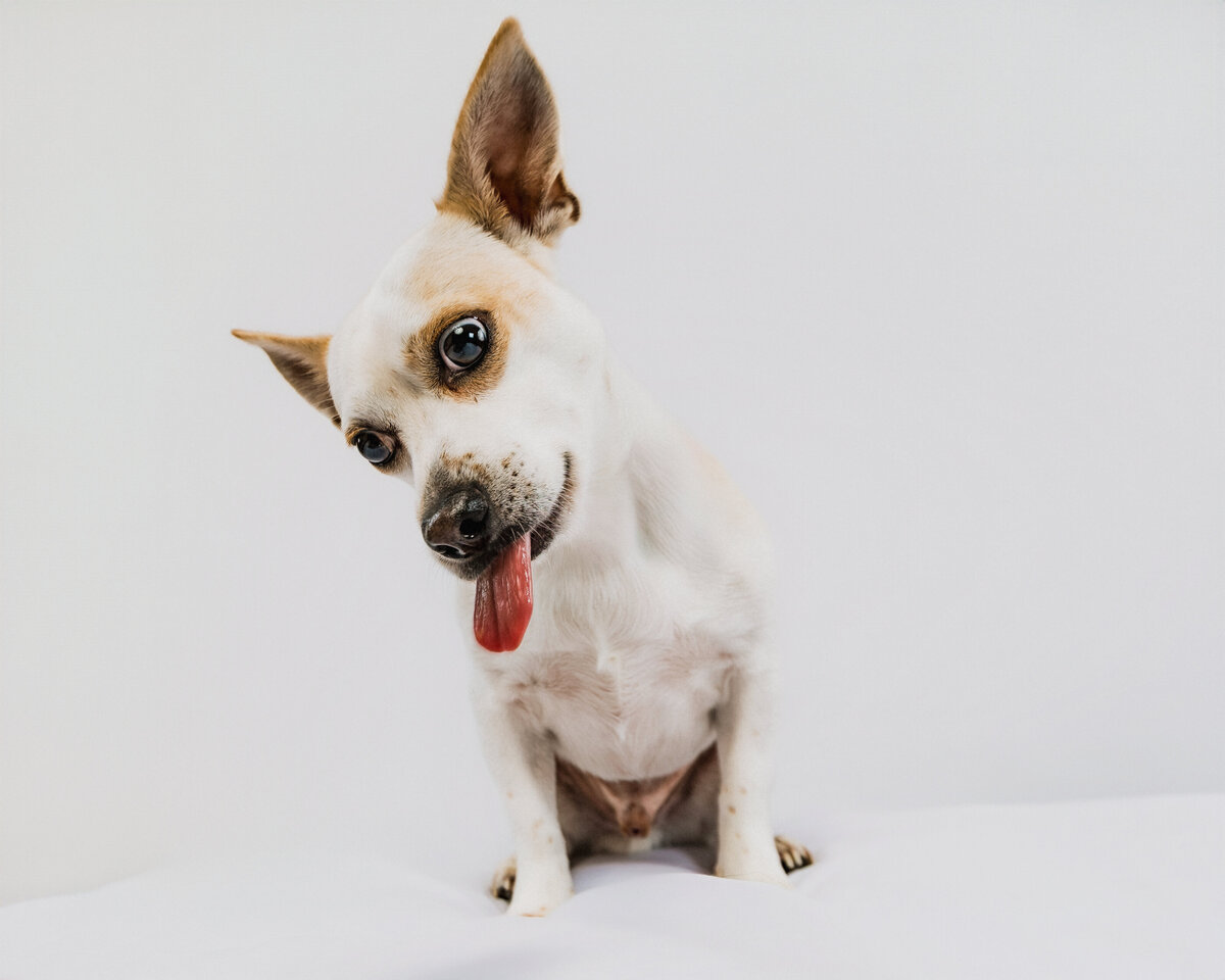 dog treats-(3 of 3)