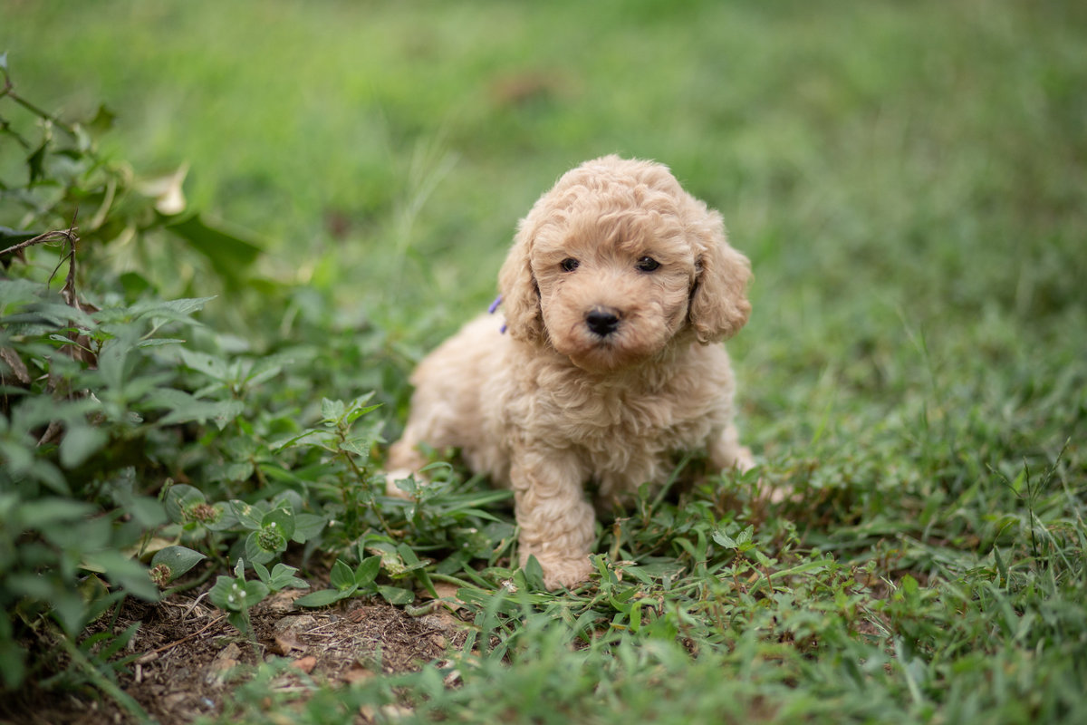 Millie's 4 Weeks, Miss Purple-4 2 copy