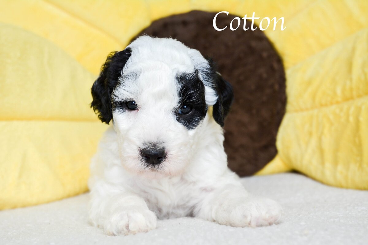Available Mini and micro Sheepadoodle Puppies