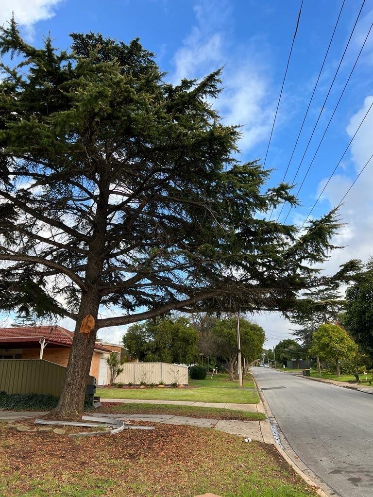 Evergreen Tree Services SA-Tree Removal-005