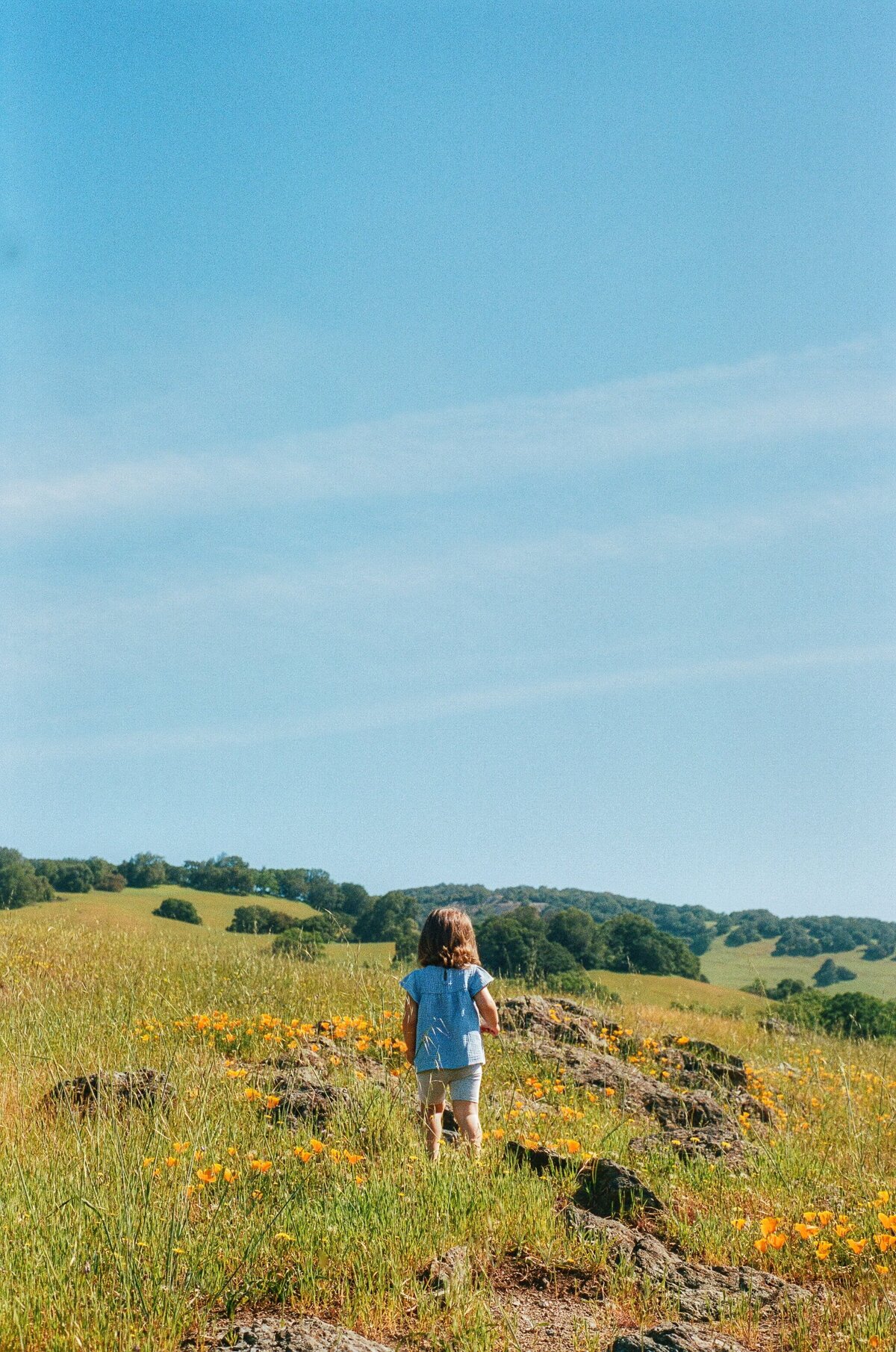 Girl explores a field of poppies