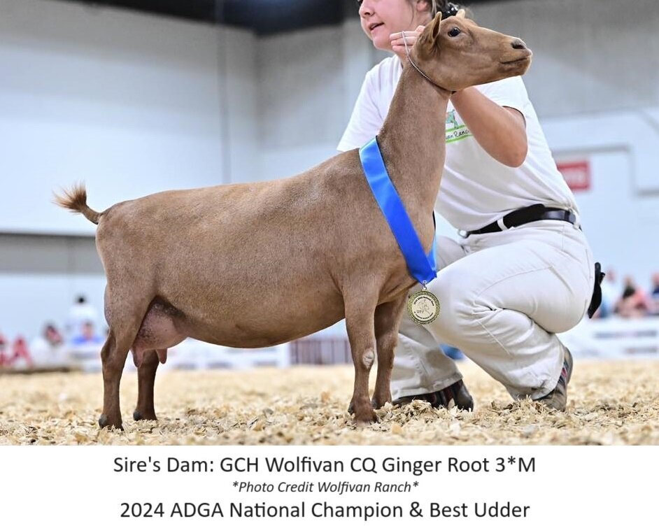 sd wolfivan 22