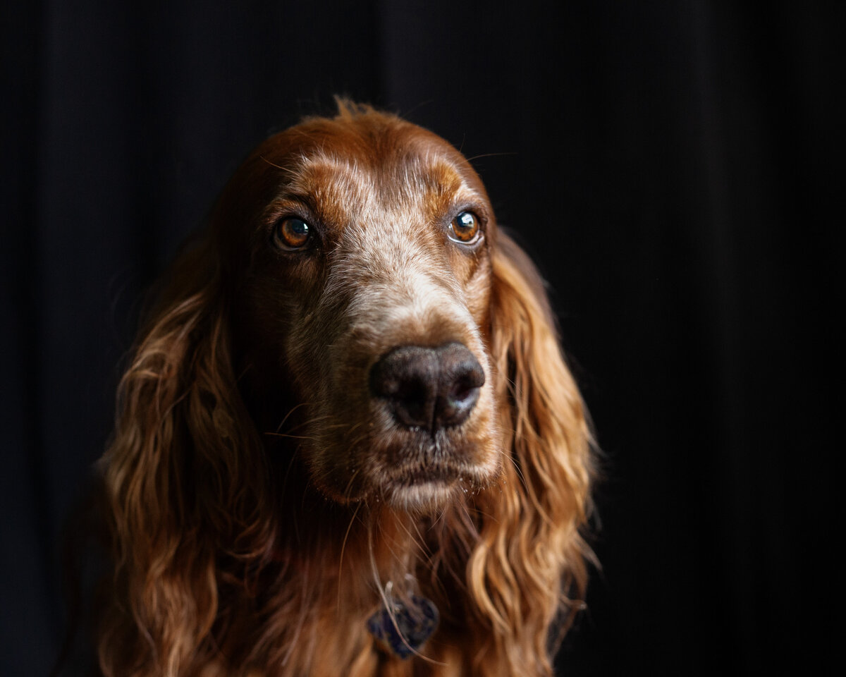 Irish setter on black background