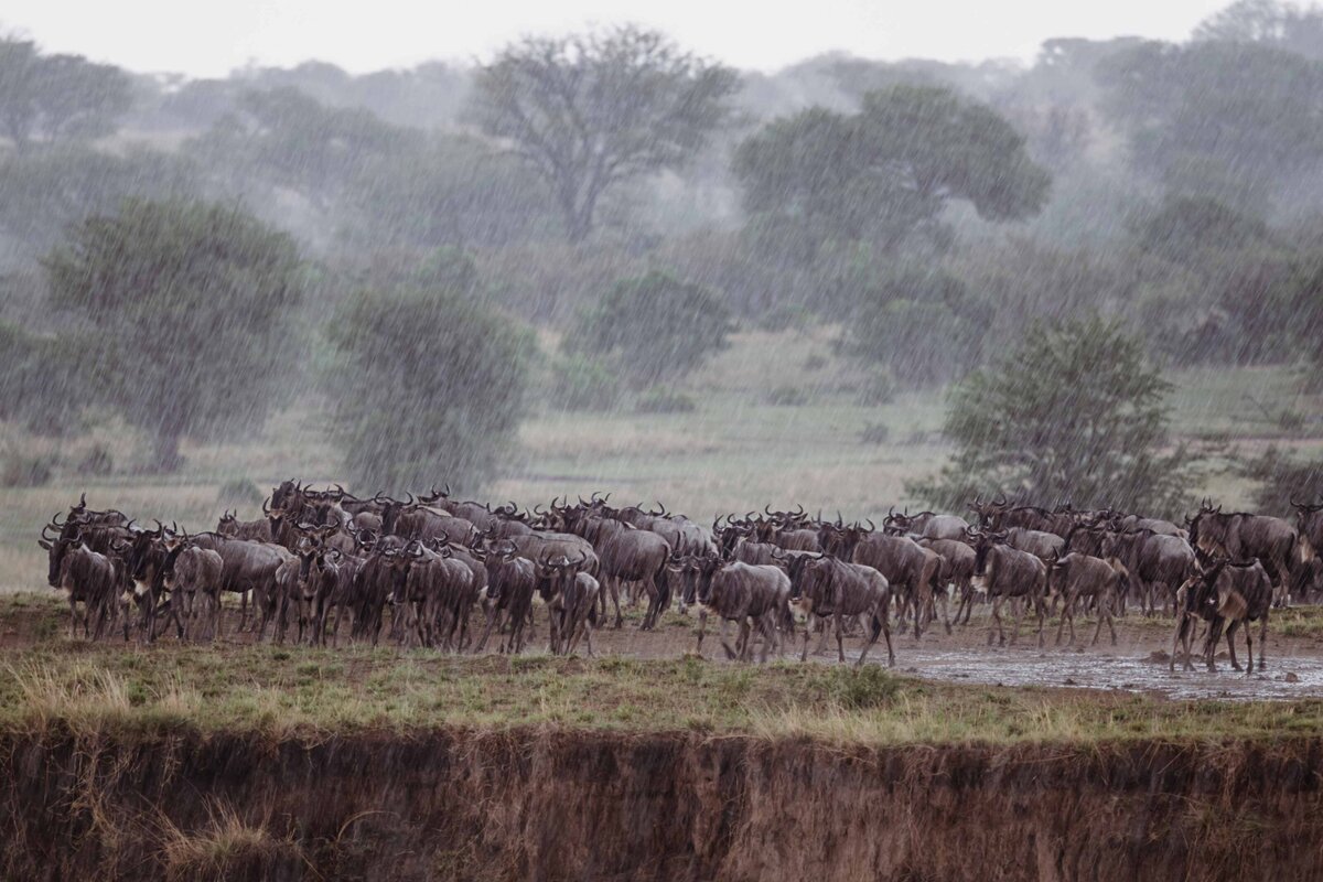 TAASA Safari Wildlife (7)