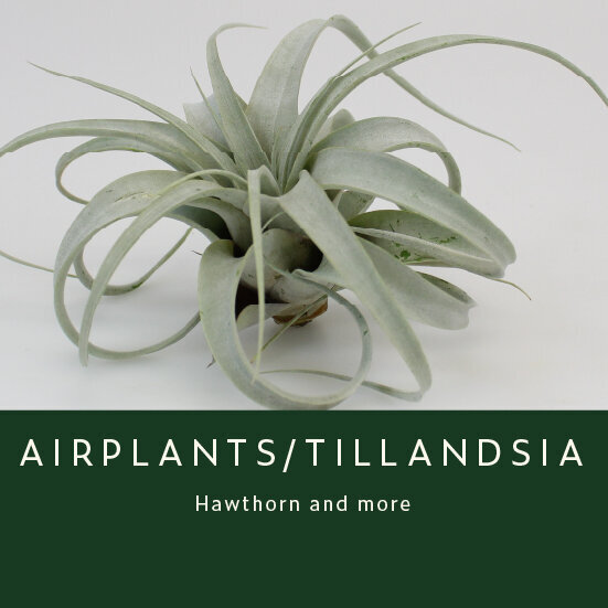 Airplants