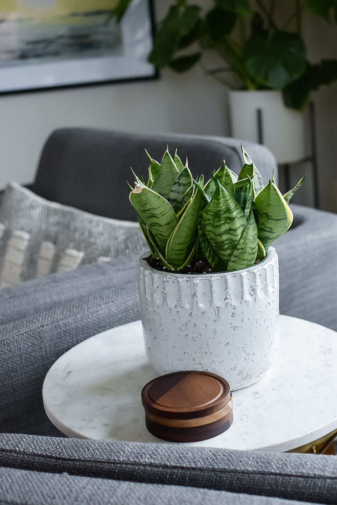 A snake plant in a white pot sits on a white side table