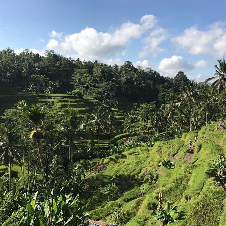 antoinette, Bali