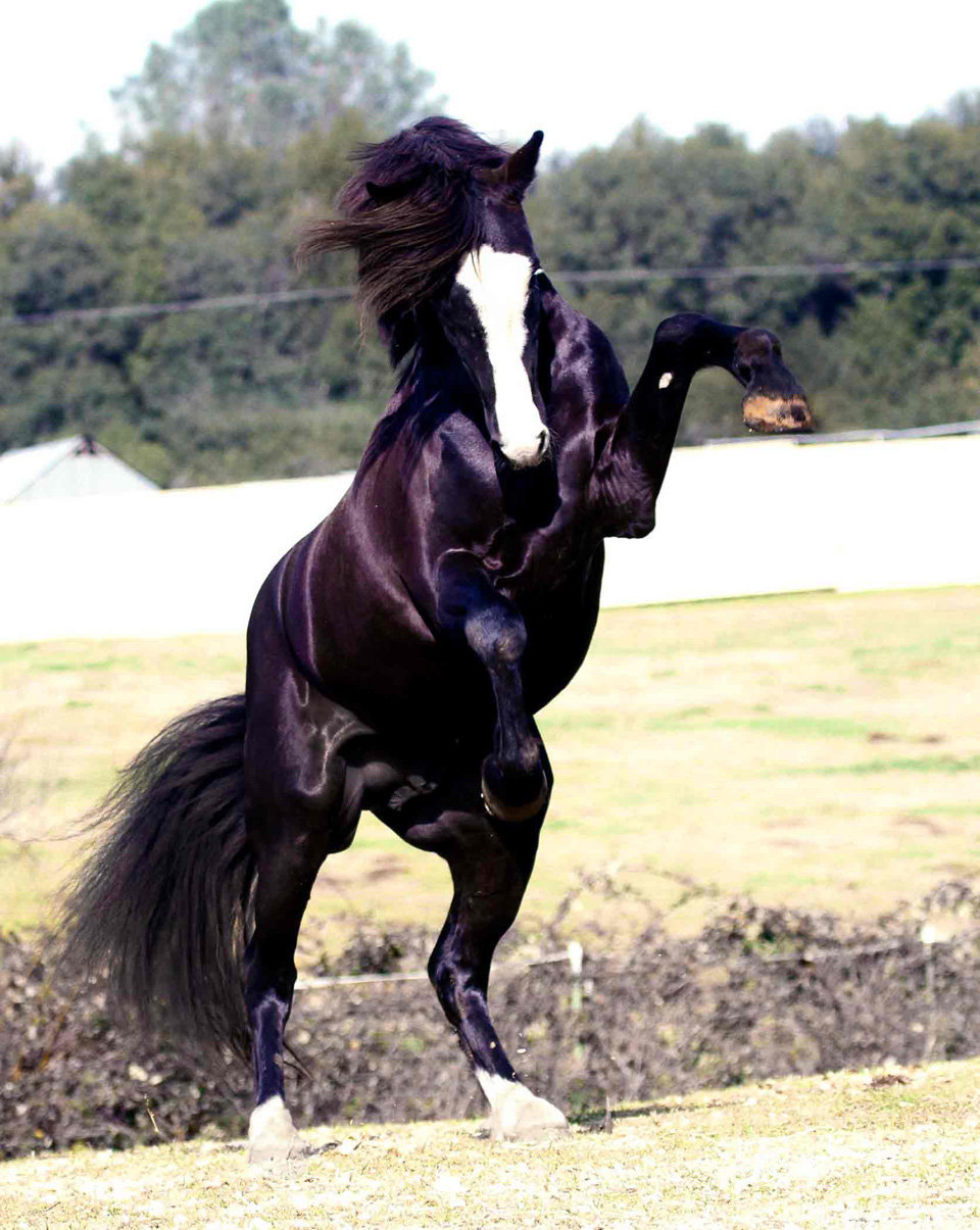 Connemara Stallion