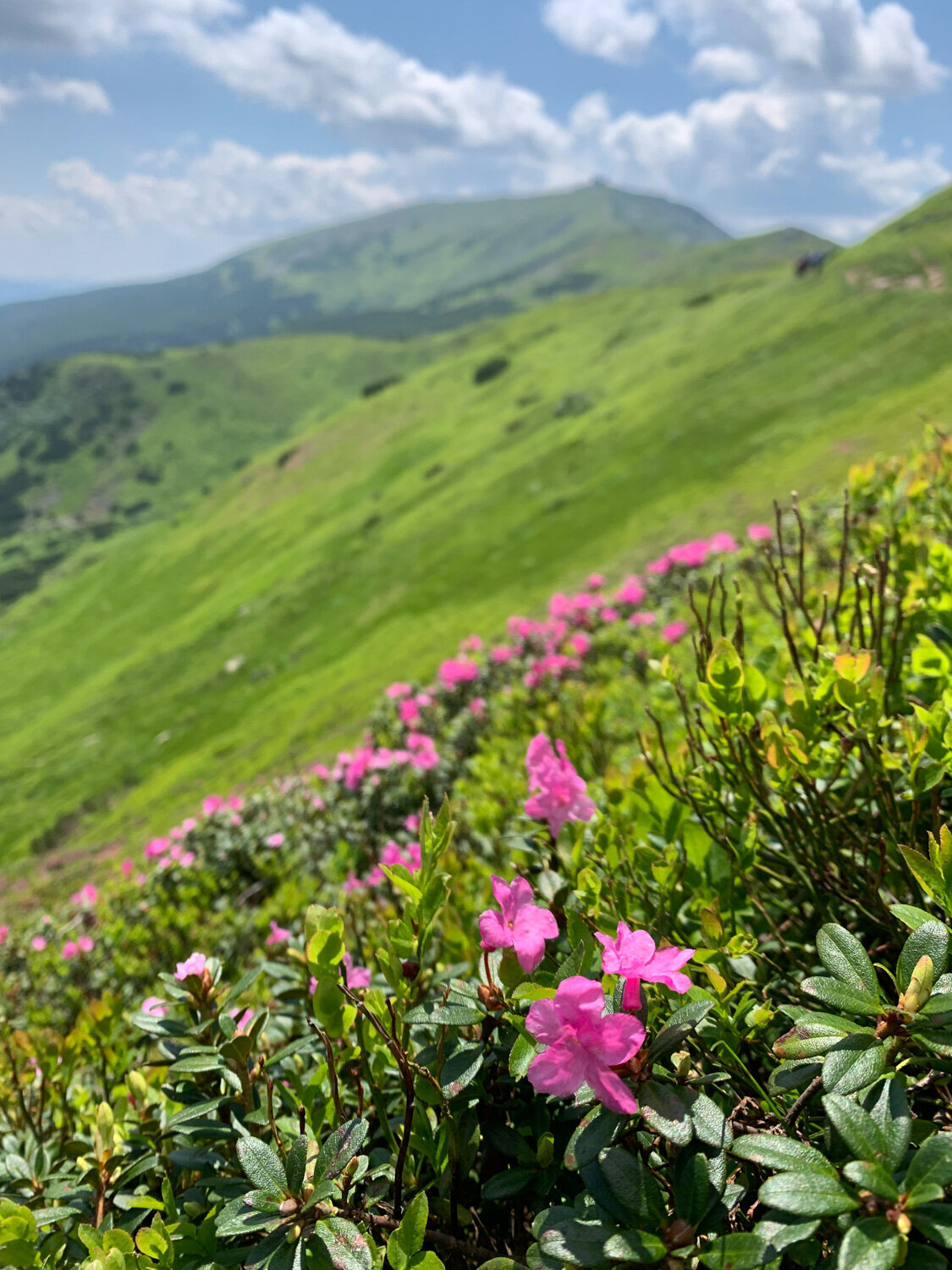 Pink-Plumeria-Cold-honeymoon-photos-11