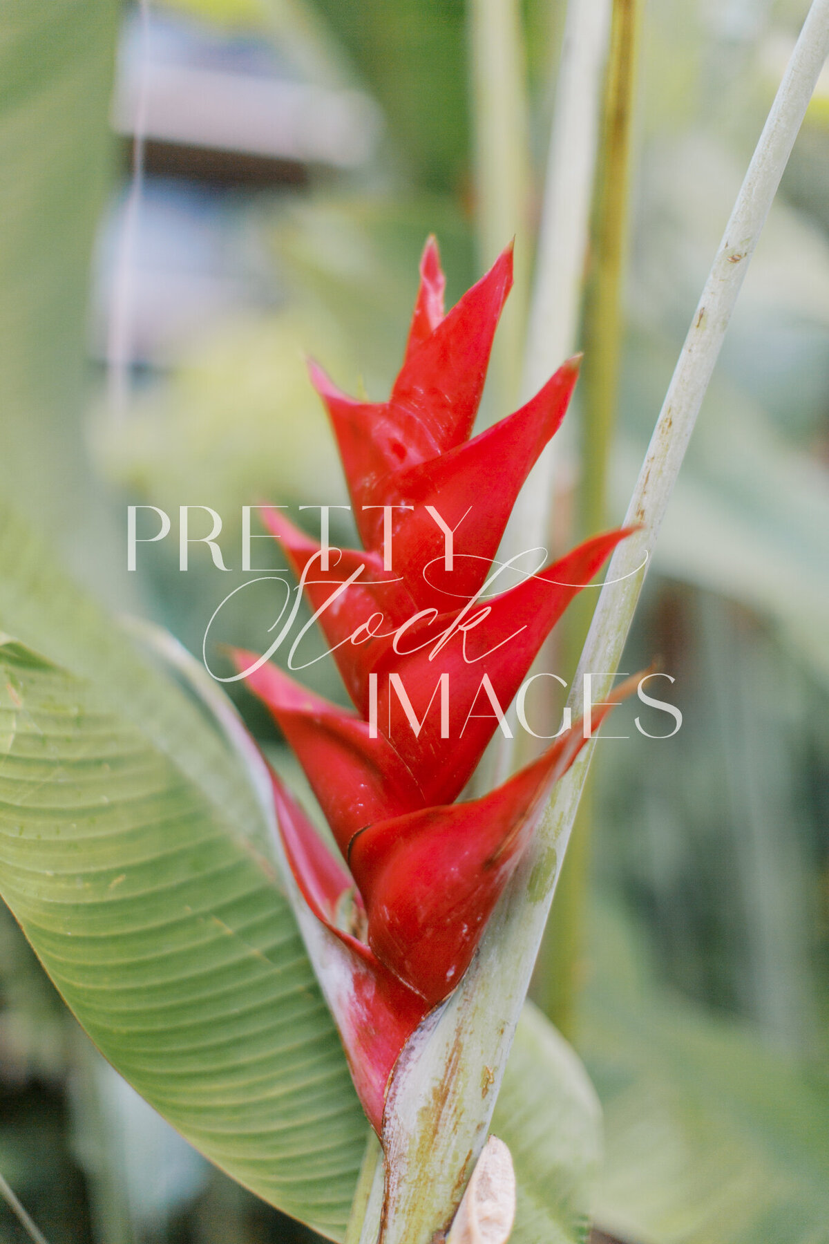 Pretty Stock Images - Hawaii-12