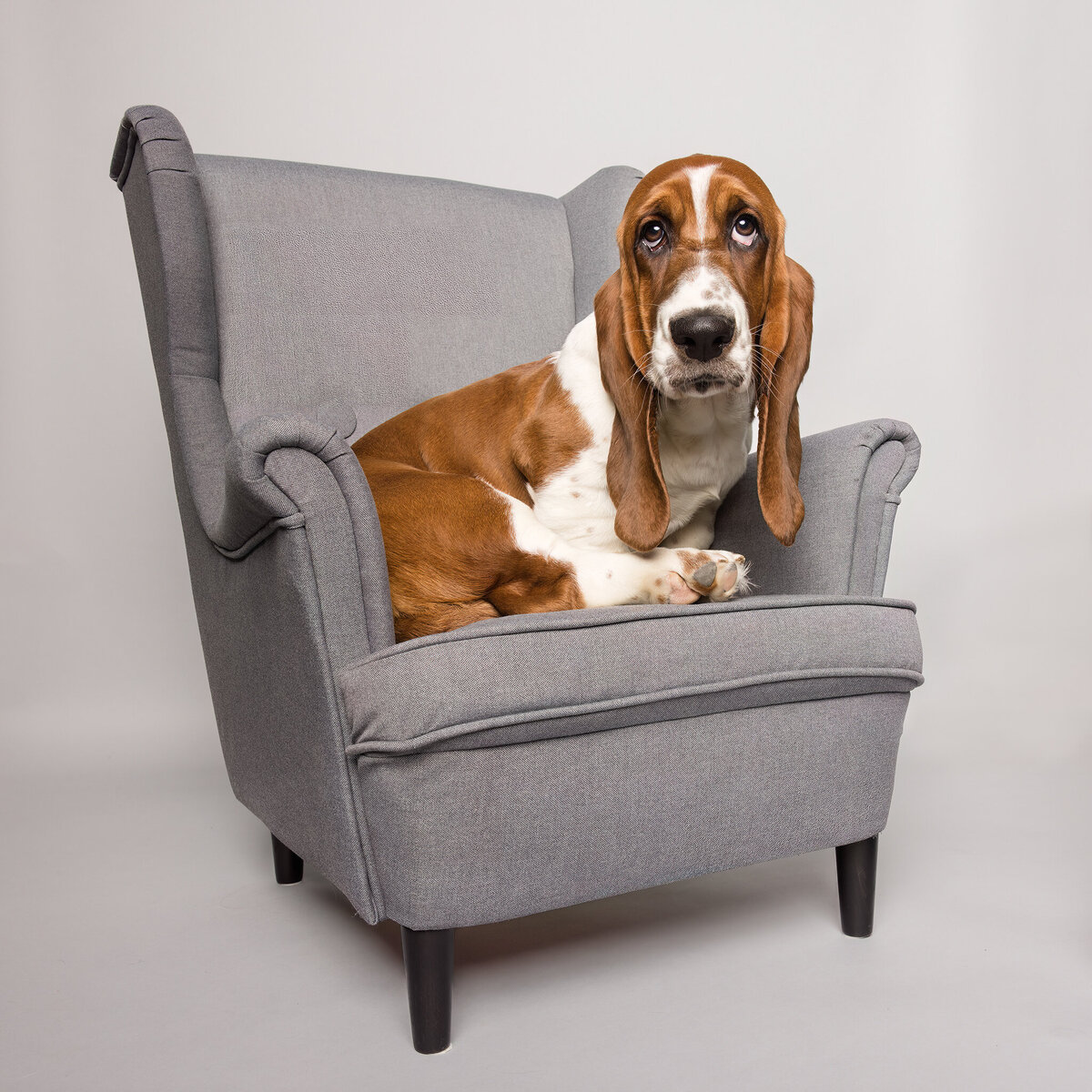 basset hound in a chair