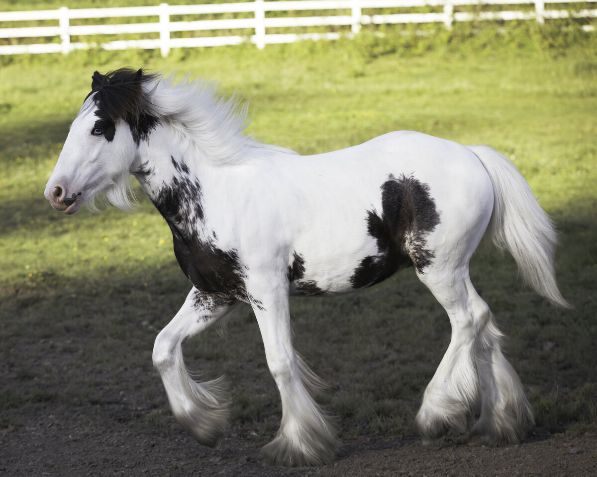 seattle-horse-photographer-3