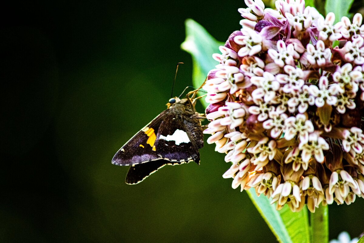 White_Orange_Butterfly-5877523d-2500